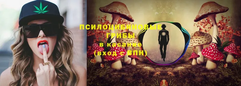 mega ТОР  Верея  Псилоцибиновые грибы Psilocybe 